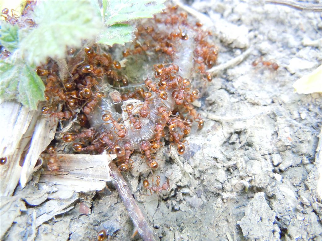 Formiche (Myrmica sp.) su preda (lombrico)